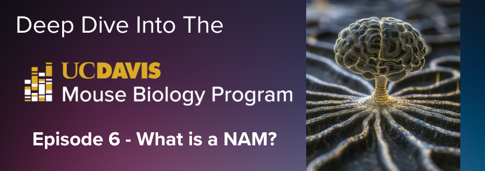 Featured image for news article: What is a NAM?