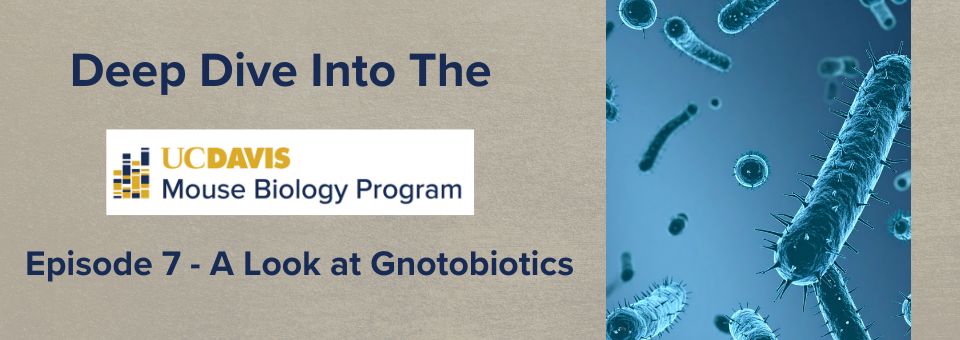 Featured image for news article: A Look at Gnotobiotics