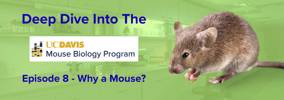 Featured image for news article: Why a Mouse?